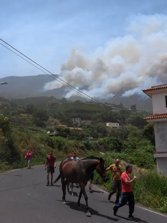 Incendio en el norte de Tenerife 03