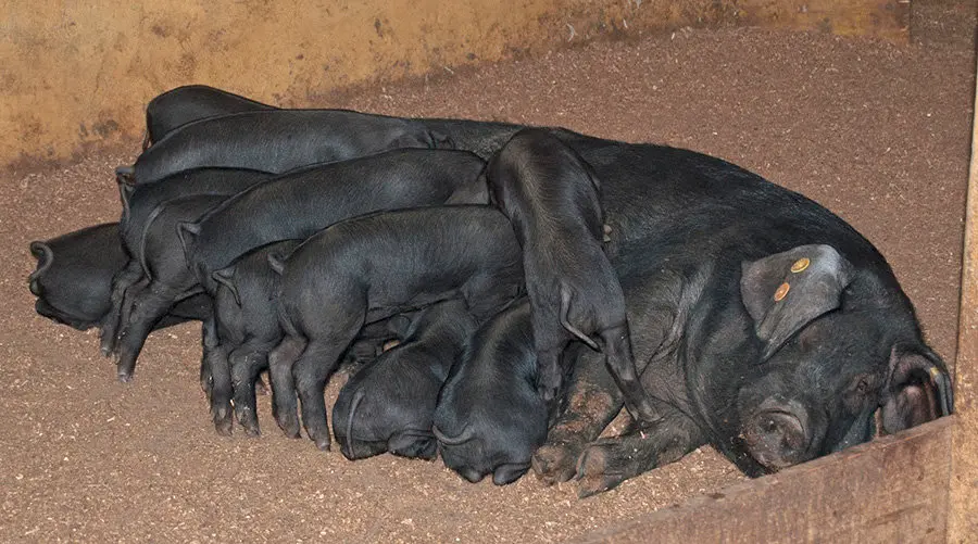 COCHINO NEGRO CANARIO