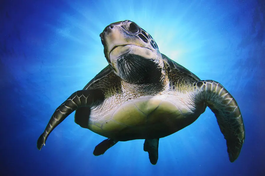 TORTUGA