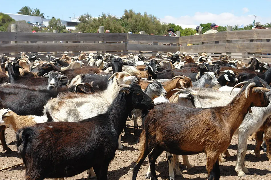 cabras