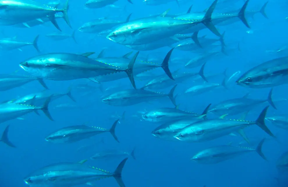 El-atun-rojo-transporta-isotopos-radiactivos-de-Fukushima-a-California