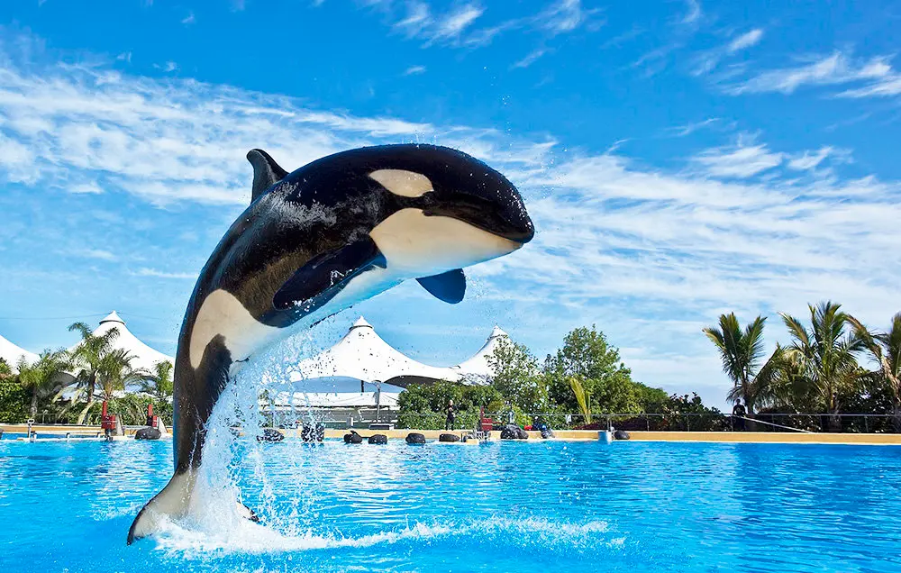 ORCAS LORO PARQUE 
