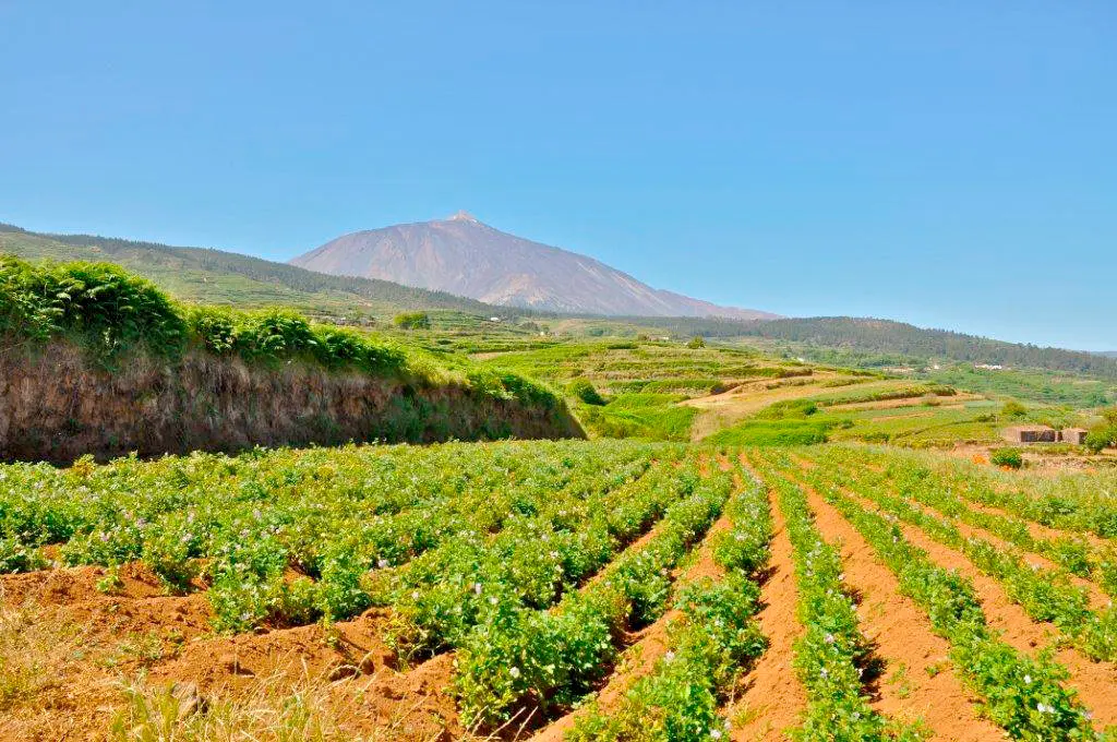 Cultivo de papas 