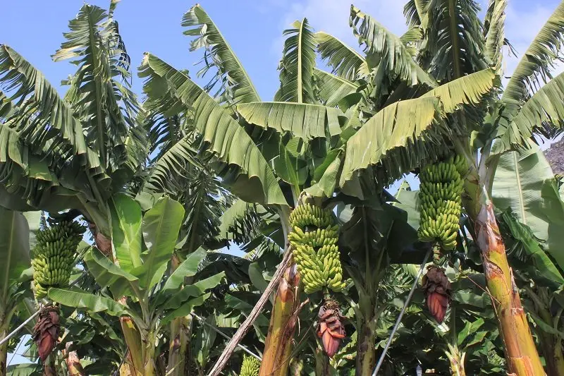platanos