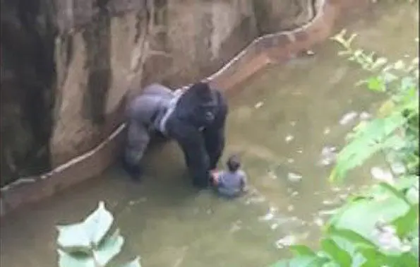Harambe con el ni&ntilde;o