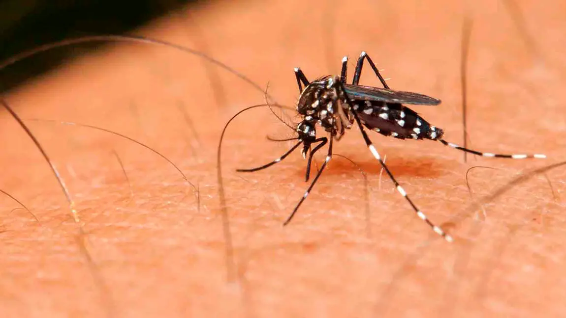 detectan-mosquito-portador-zika-14-paises
