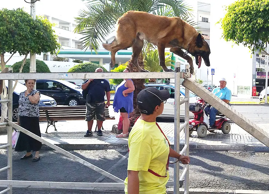 canino7