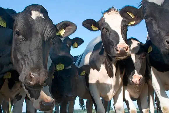 VACAS EN CANARIAS