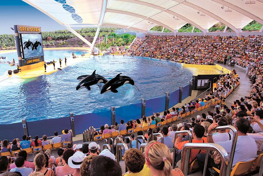 orcas loro parque 3
