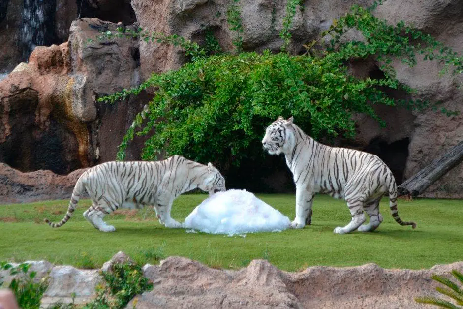 TIGRES BLANCOS DE LORO PARQUE