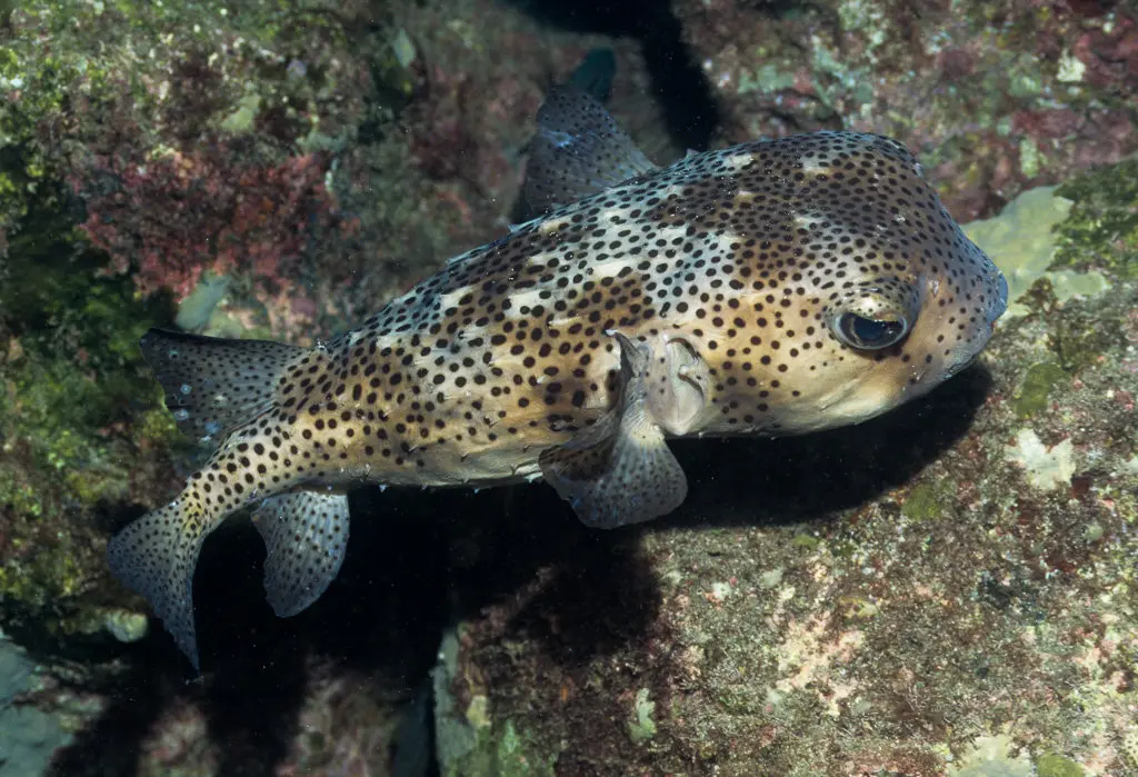 Chilomycterus atringa_rherrera (1)