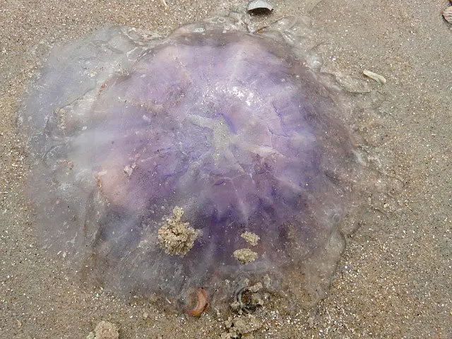 MEDUSA PLAYA