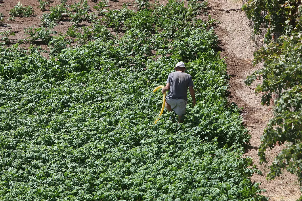 Agricultor trabajando su huerta de papas