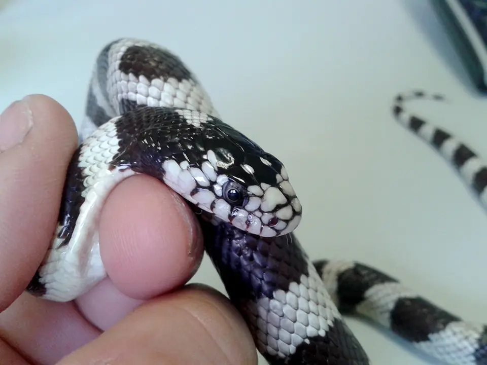 Serpiente-Rey-californiana