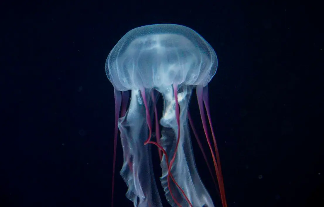 Medusa colorata_1