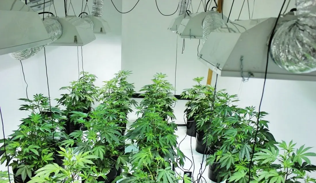 plantar semillas de cannabis_Fotor