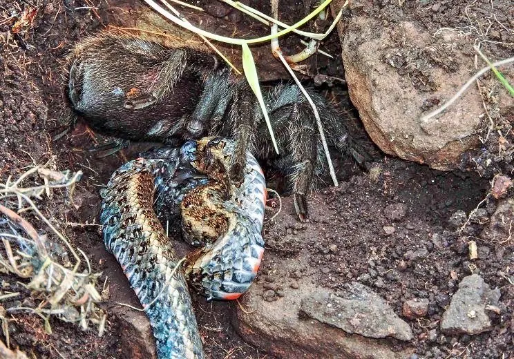 TARANTULA SE COME UNA SERPIENTE