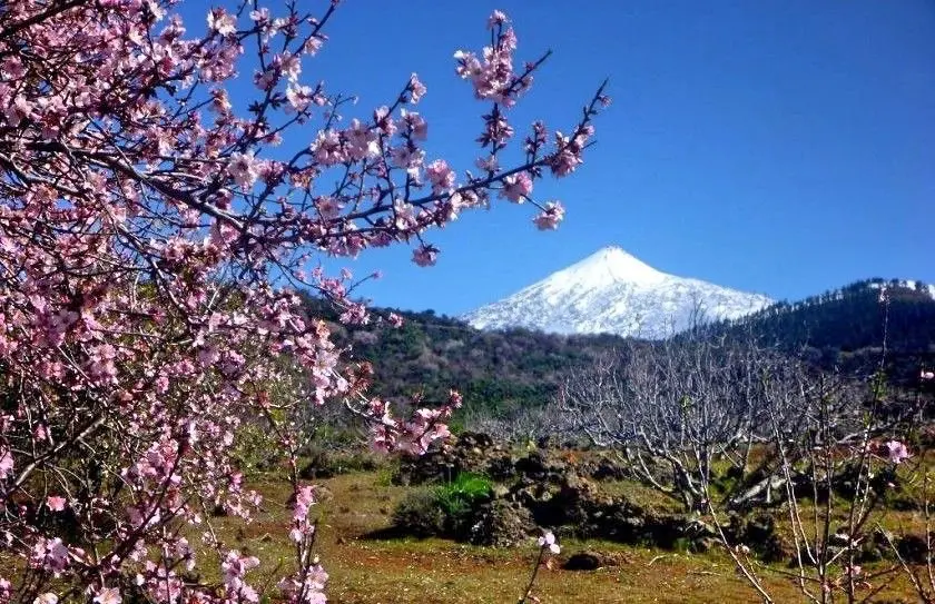 Imagen almendro en flor_Fotor