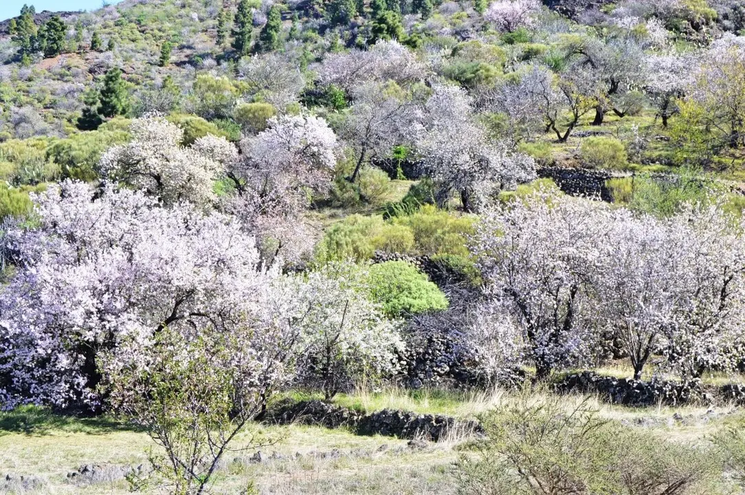Foto almendros en flor Santiago del Teide_Fotor