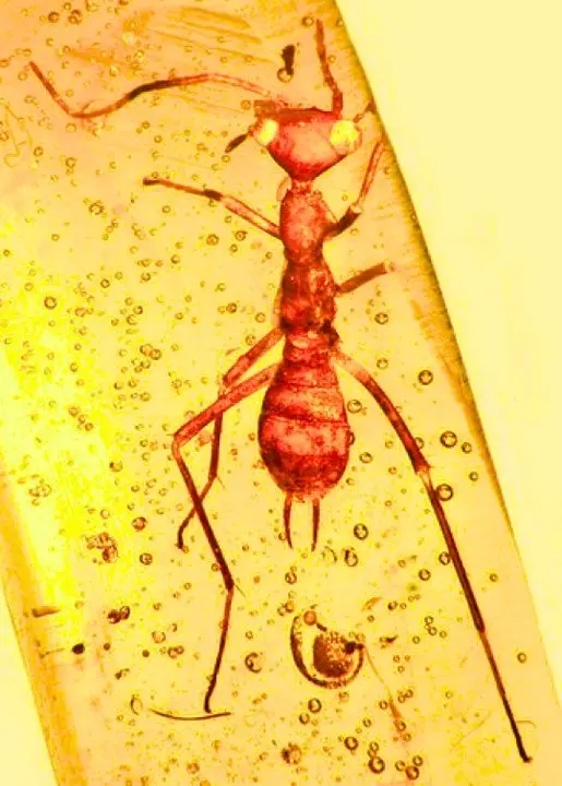 HORMIGA ALIEN