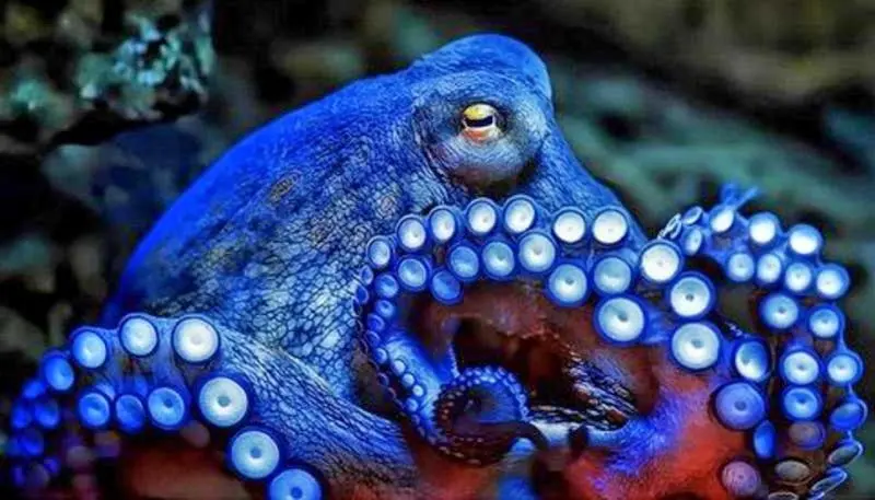 PULPO