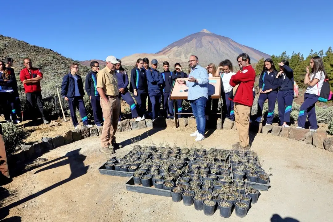 PN Teide-Plantaci&oacute;n jarilla de cumbre-D&iacute;a Europeo de los Parques (1)_Fotor