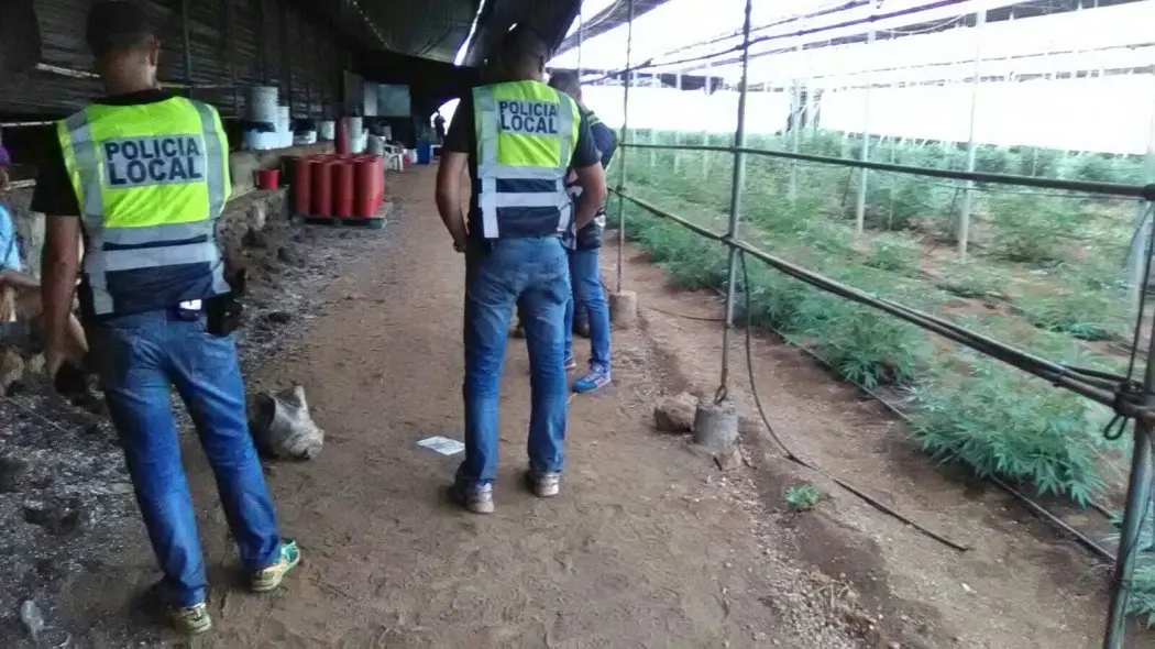 PLANTACI&Oacute;N DE MARIHUANA EN GU&Iacute;A DE ISORA