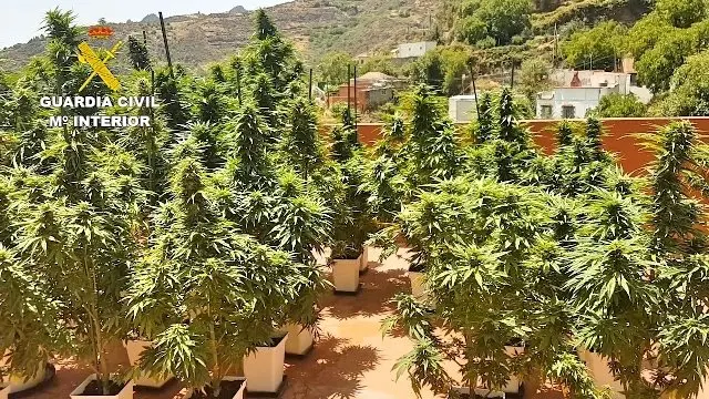MARIHUANA 6302_05_Fotor