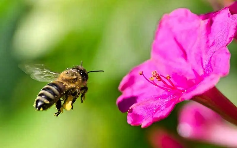 abeja1_Fotor