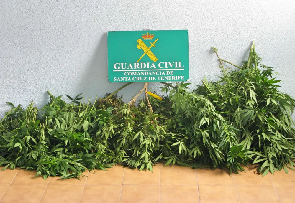 MARIHUANA 13_Fotor