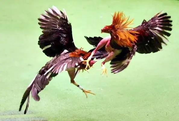 SAN JUAN, PR - MARCH 11:  Two roosters battle during Cockfighting night at Club Gallistico of Isla Verde on March 11, 2006 in San Juan, Puerto Rico.   Cockfighting, or "peleas de gallos," is a legal sport in Puerto Rico, unlike In the United States where some states have made it a felony.  (Photo by Al Bello/Getty Images)