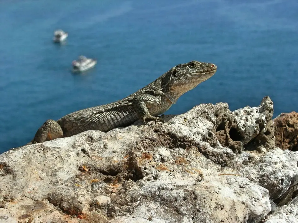 Lagarto-3_Fotor