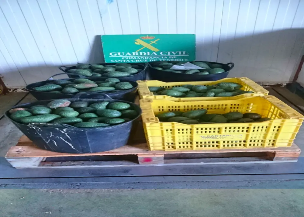 AGUACATES ROBADOS GUARDIA CIVILFotor