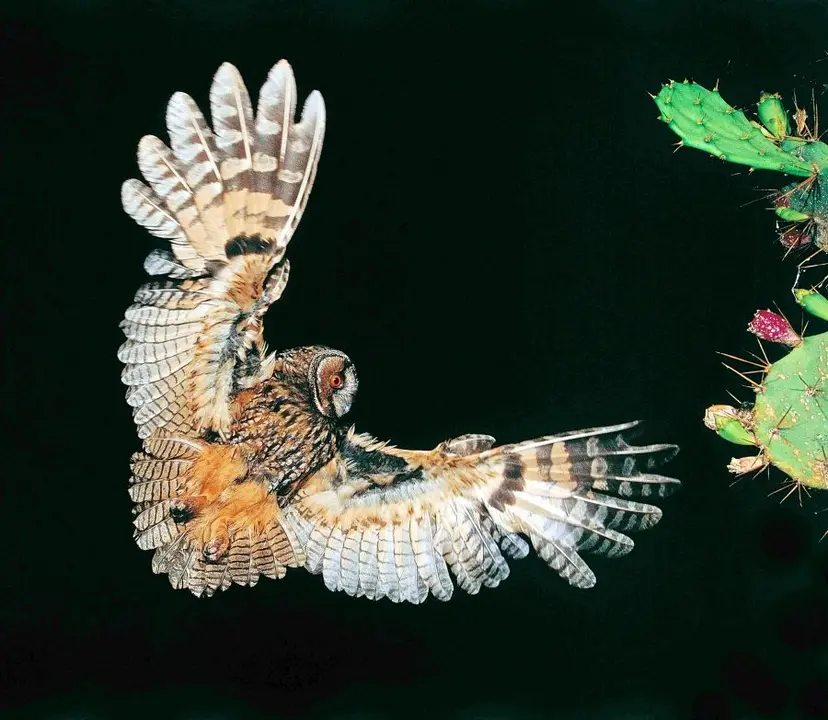 rapaces 187