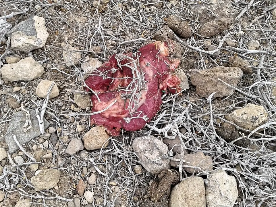 CARNE SUPUESTAMENTE ENVENENADA