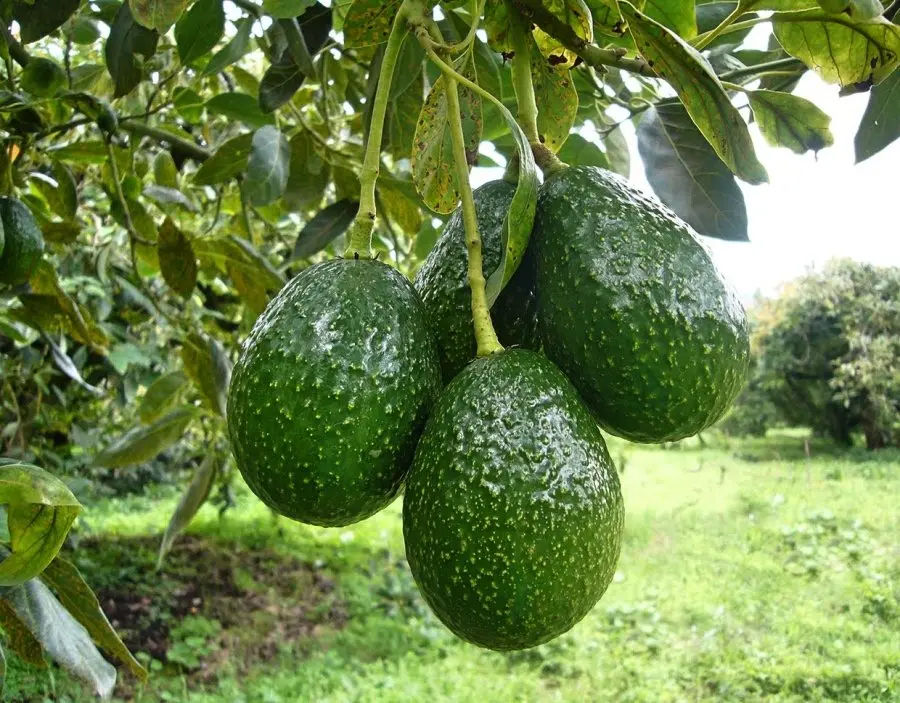 AGUACATE