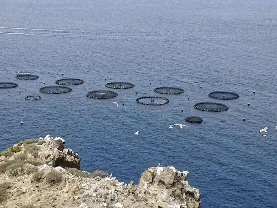 Jaulas flotantes par la acuicultura en Tenerife Sur. Foto Esteban P&eacute;rez