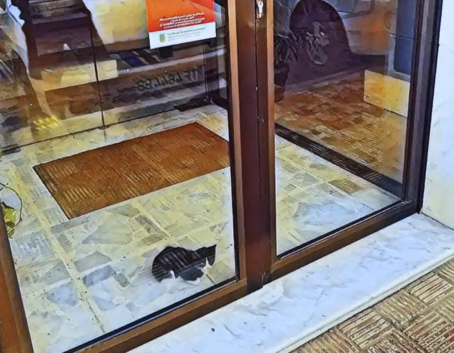 GATO ENCERRADO