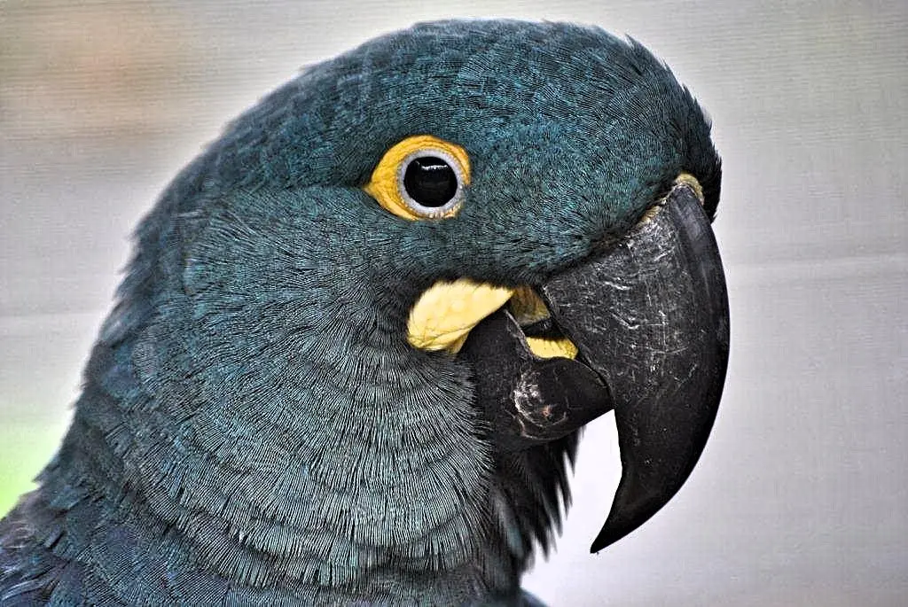 Loro Parque Fundaci&oacute;n traslada 6 loros en peligro de extinci&oacute;n para su reinserci&oacute;n en su medio natural (3)_Fotor