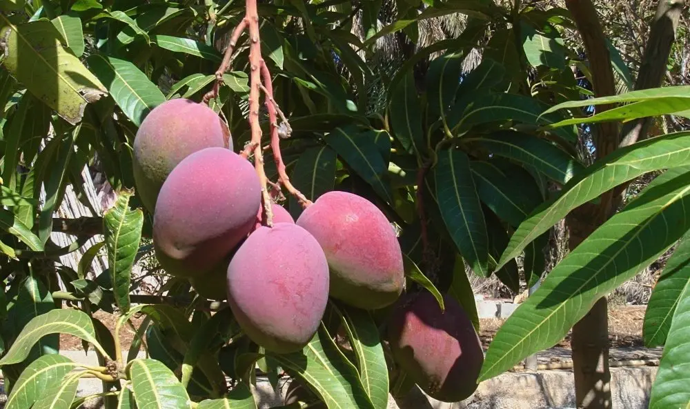 Mangos -la-gomera_Fotor