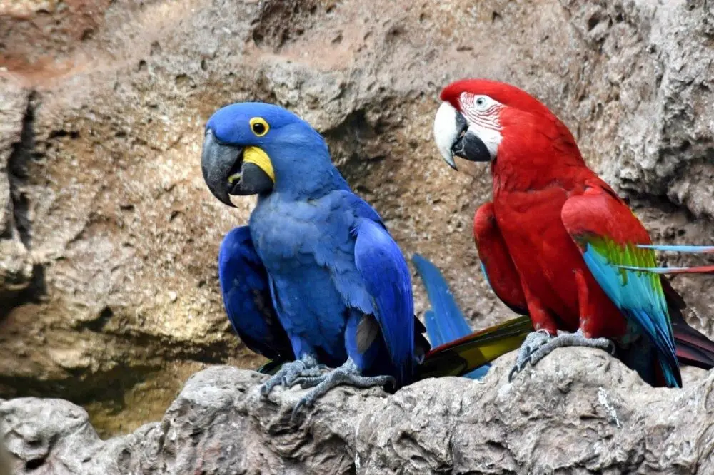 Loro Versele-Laga and Loro Parque Fundaci&oacute;n enhance cooperation (1)_Fotor