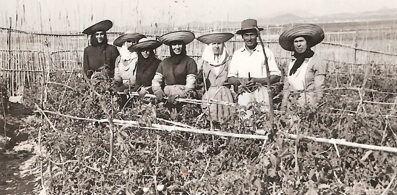 TOMATEROS EN LOS LLANOS DE ROJA A&Ntilde;O 1949_Fotor