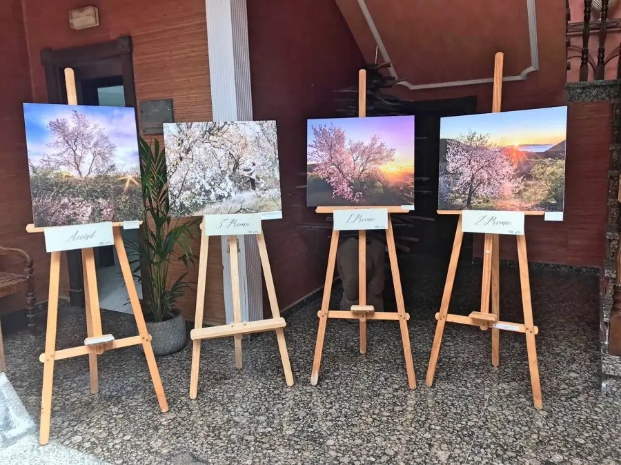 Concurso almendro en flor Fotor