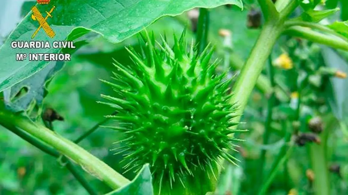 Planta-burundanga_731_Fotor