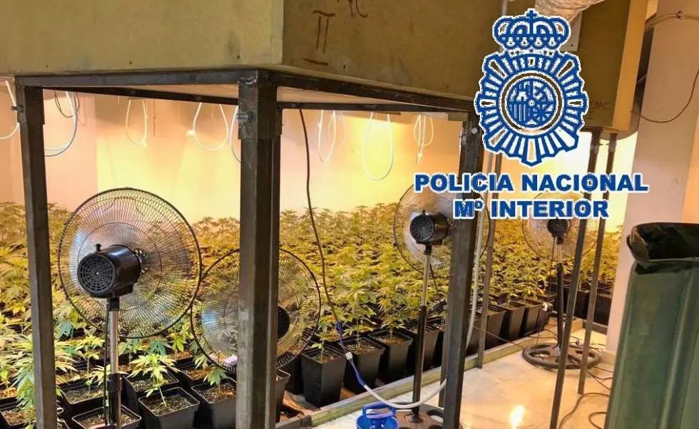Marihuana Polic&iacute;a Nacional _Fotor