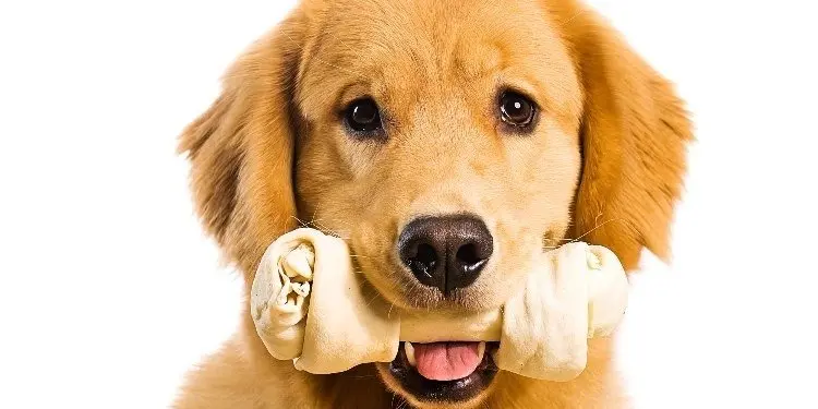 Por-qu&eacute;-es-bueno-darle-huesos-comestibles-a-tu-perro_Fotor