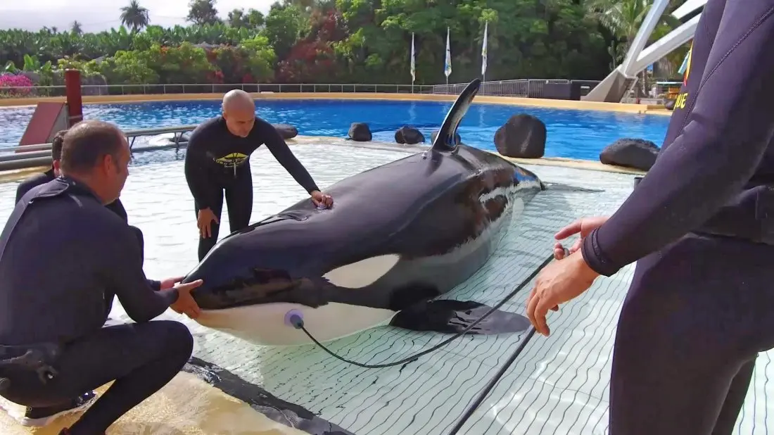 audicion_orcas_loro_parque (1)_Fotor