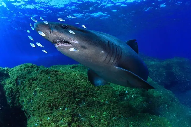 tibur&oacute;n de la especie Odontaspis ferox, com&uacute;nmente denominados Tibur&oacute;n Solrayo Fotor