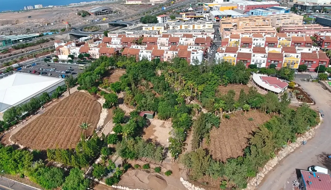 Se est&aacute; llevando a cabo, es la creaci&oacute;n de un bosque productivo in&eacute;dito en la zona sur de la isla de Tenerife._Fotor
