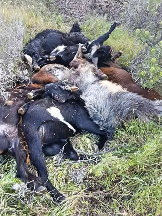 matanza-de-cabras_Fotor
